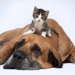 Animales de compañía como soporte emocional